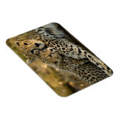 Cheetah Cub Snuggling mit seiner Mama Magnet (Rechte Seite)