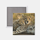 Cheetah Cub Snuggling mit seiner Mama Magnet (Vorderseite/Rückseite)