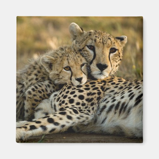 Cheetah Cub Snuggling mit seiner Mama Magnet (Vorne)