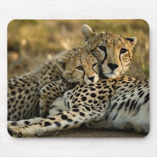 Cheetah Cub Snuggling mit seiner Mama Mousepad (Vorne)