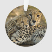 Cheetah Cub Snuggling mit seiner Mama Ornament (Vorderseite)