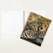 Cheetah Cub Snuggling mit seiner Mama Planer (Anzeige)