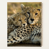 Cheetah Cub Snuggling mit seiner Mama Planer (Rückseite)