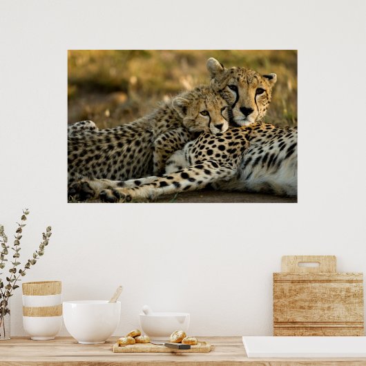 Cheetah Cub Snuggling mit seiner Mama Poster (Küche)