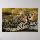 Cheetah Cub Snuggling mit seiner Mama Poster (Vorne)