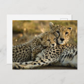 Cheetah Cub Snuggling mit seiner Mama Postkarte (Vorne/Hinten)