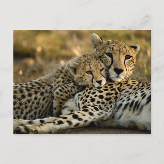 Cheetah Cub Snuggling mit seiner Mama Postkarte (Vorderseite)