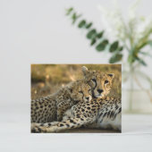 Cheetah Cub Snuggling mit seiner Mama Postkarte (Stehend Vorderseite)