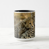 Cheetah Cub Snuggling mit seiner Mama Tasse (Zentrum)