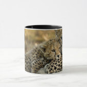 Cheetah Cub Snuggling mit seiner Mama Tasse (Zentrum)