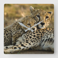 Cheetah Cub Snuggling with its Mom
