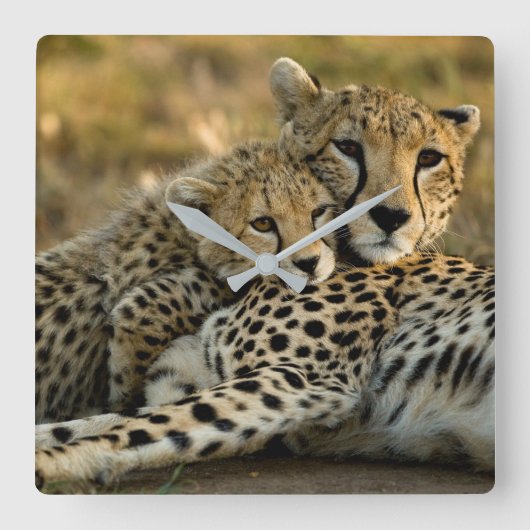 Cheetah Cub Snuggling with its Mom Quadratische Wanduhr (Vorderseite)