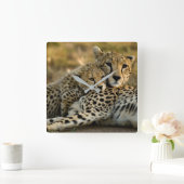 Cheetah Cub Snuggling with its Mom Quadratische Wanduhr (Zuhause)