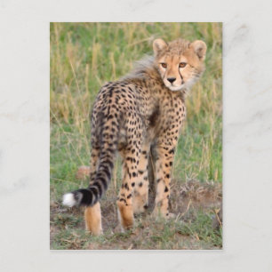 Cheetah Cub sucht Ihren Weg. Postkarte