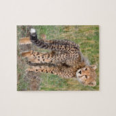 Cheetah Cub sucht Ihren Weg. Puzzle (Horizontal)
