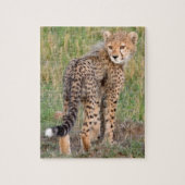 Cheetah Cub sucht Ihren Weg. Puzzle (Vertikal)