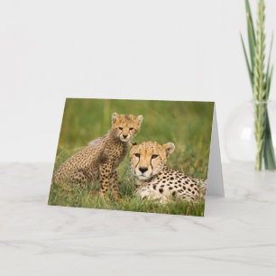 Cheetah Cub und Eltern im Gras Karte