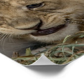 Cheetah Cubs Playing Poster (Ecke)