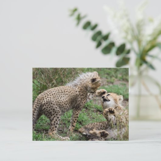 Cheetah Cubs Poster Postkarte (Stehend Vorderseite)