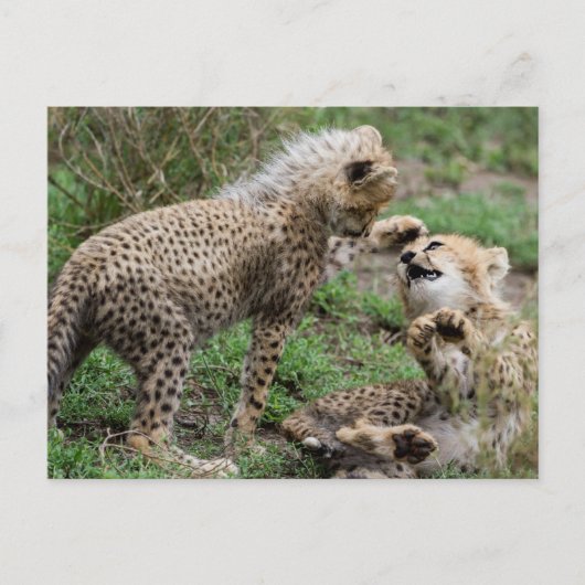 Cheetah Cubs Poster Postkarte (Vorderseite)