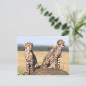 Cheetah Cubs Postkarte (Stehend Vorderseite)
