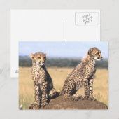 Cheetah Cubs Postkarte (Vorne/Hinten)