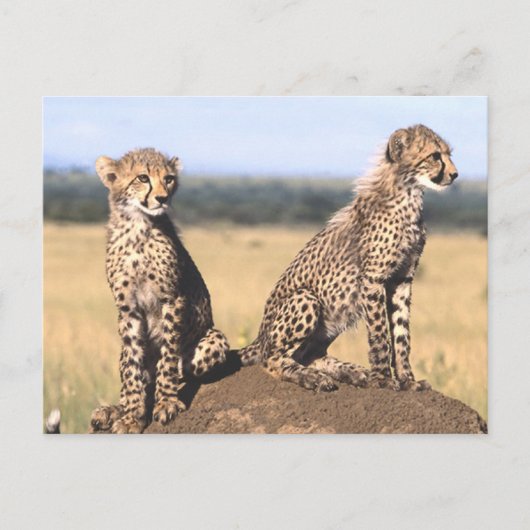 Cheetah Cubs Postkarte (Vorderseite)