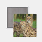 Cheetah Duo Magnet (Vorderseite/Rückseite)