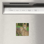 Cheetah Duo Magnet (In Situ (Geschirrspüler))