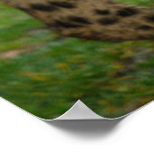 Cheetah Duo Poster (Ecke)