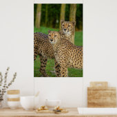 Cheetah Duo Poster (Küche)