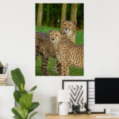 Cheetah Duo Poster (Heimbüro)