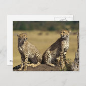 Cheetah Duo Postkarte (Vorne/Hinten)
