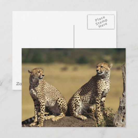 Cheetah Duo Postkarte (Vorne/Hinten)