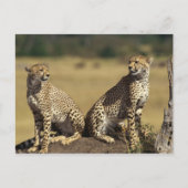 Cheetah Duo Postkarte (Vorderseite)
