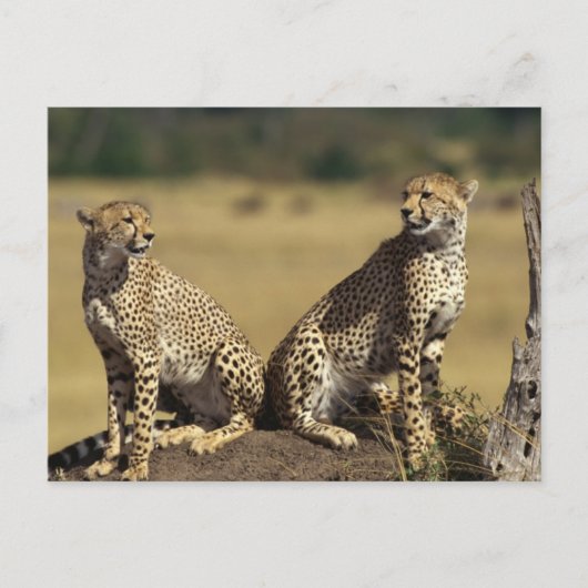 Cheetah Duo Postkarte (Vorderseite)