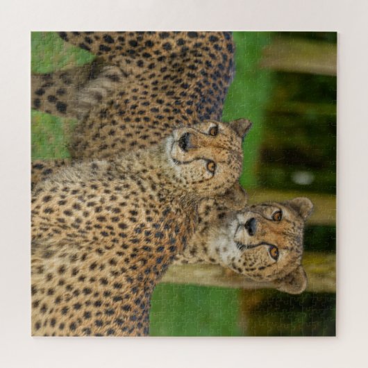 Cheetah Duo Puzzle (Horizontal)