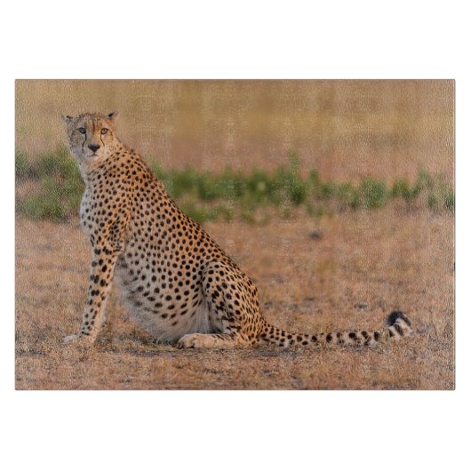 Cheetah-Erholung in frühen Morgenstunden Schneidebrett (Vorderseite)