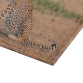 Cheetah-Erholung in frühen Morgenstunden Schneidebrett (Ecke)