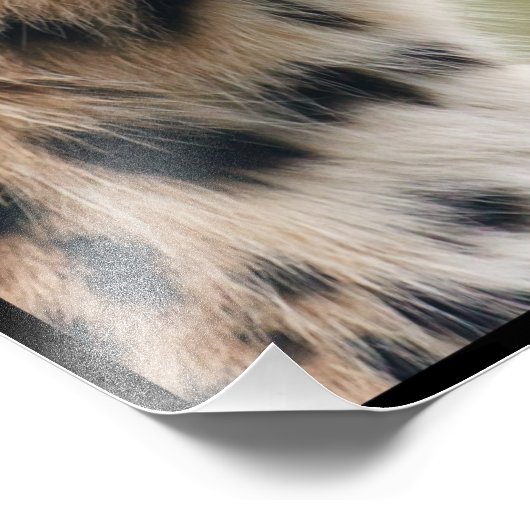 Cheetah Face Fotodruck (Ecke)