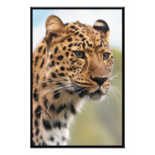 Cheetah Face Fotodruck (Vorne)