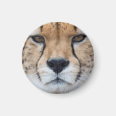 Cheetah face magnet (Vorne)