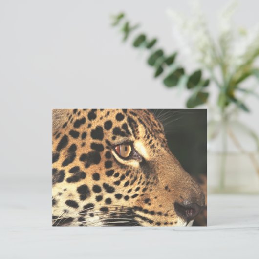 Cheetah Face Postkarte (Stehend Vorderseite)