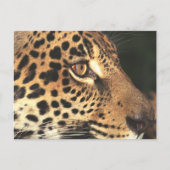 Cheetah Face Postkarte (Vorderseite)