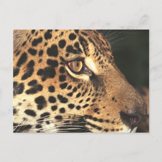 Cheetah Face Postkarte (Vorderseite)
