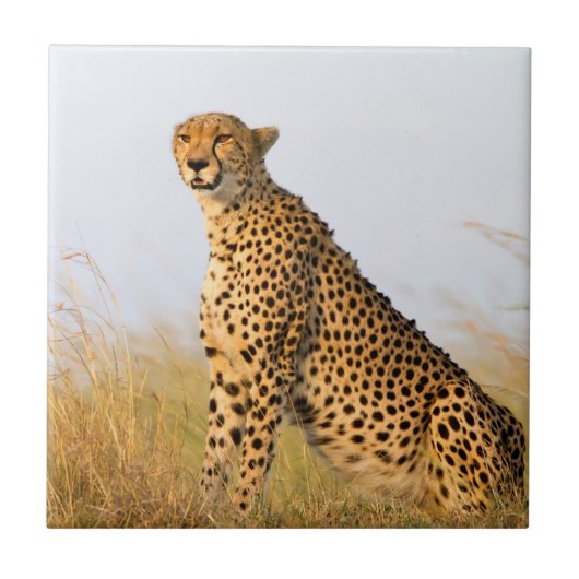 Cheetah Fliese (Vorderseite)