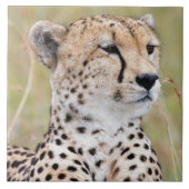 Cheetah Fliese (Vorderseite)