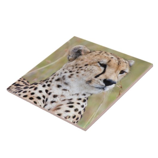 Cheetah Fliese (Seite)