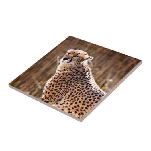 Cheetah Fliese (Seite)