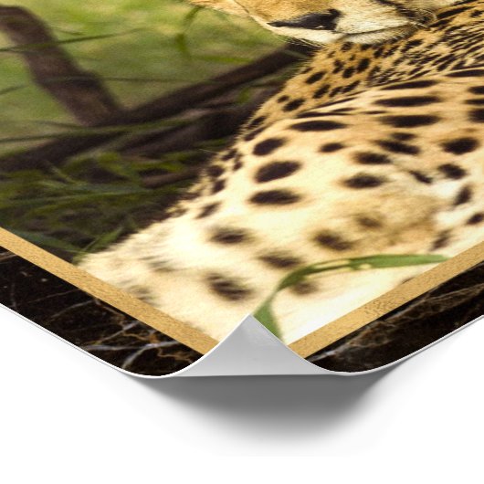 Cheetah Foto Image Print Poster (Ecke)